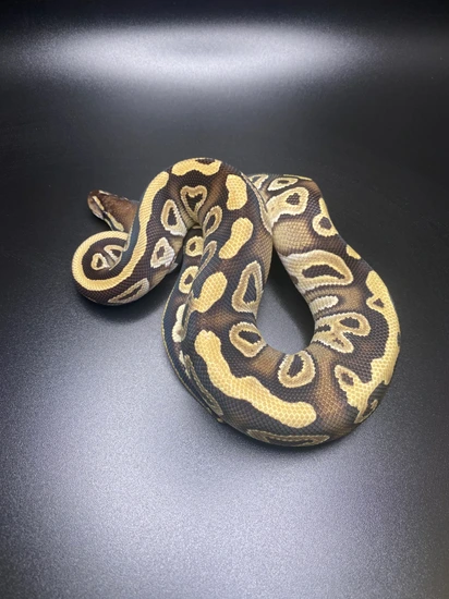 Mojave Ball Python by Atomic Exotics