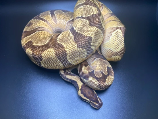 OD Enchi YB Ball Python by Atomic Exotics