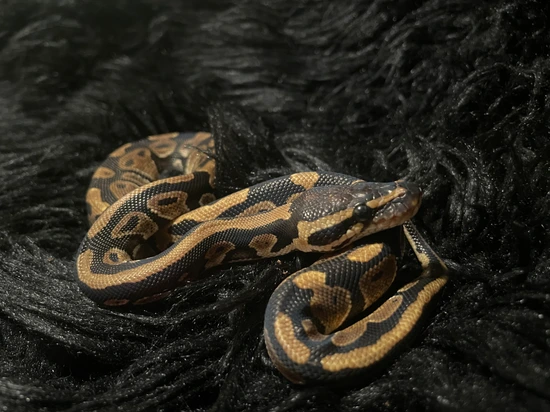 Normal Het Clown Ball Python by Central Coast Royal Pythons