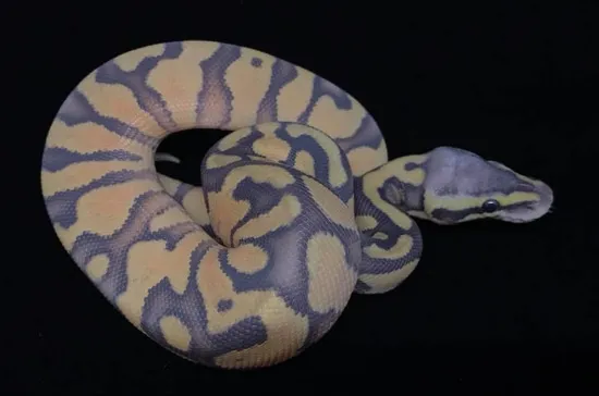 Super Pastel Enchi Orange Ghost Ball Python by PuraVida Pythons