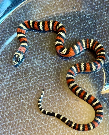 Gorgeous Andean Milksnake Andean Milk Snake by Palomar Reptiles