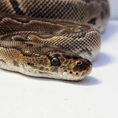 Blade Clown Ball Python - male for sale from A&D’s Royals