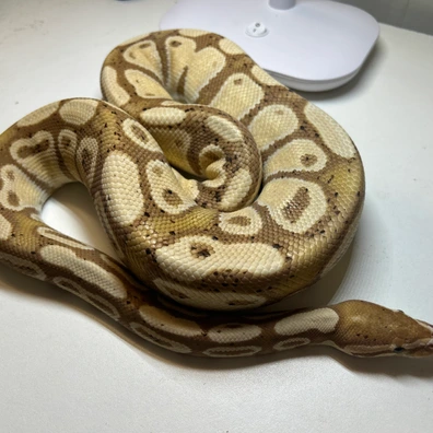 Banana Het Clown Ball Python - male for sale from A&D’s Royals