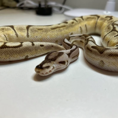 Lesser Spider Het Clown Ball Python - female for sale from A&D’s Royals