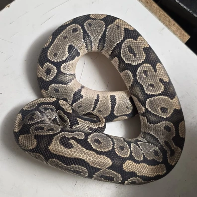 Orange Ghost Ball Python - male for sale from SnakeBite Royals