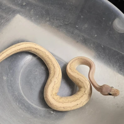 Banana Black Pastel Pinstripe Ball Python - male for sale from SnakeBite Royals