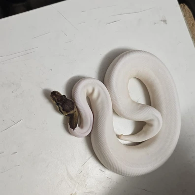 Black Pastel Pied Pos Cinnamon Ball Python - male for sale from SnakeBite Royals