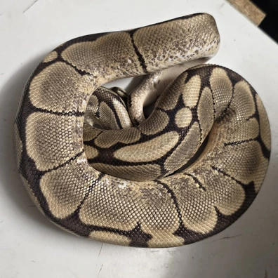 Spider 100% Het VPI Axanthic Ball Python - male for sale from SnakeBite Royals