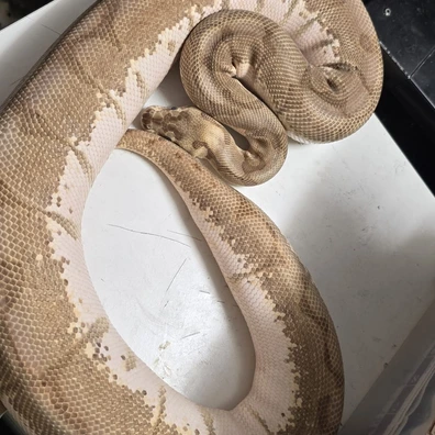 Lesser Enchi Spider 100% Het Clown Ball Python - female for sale from SnakeBite Royals
