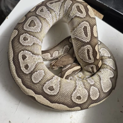 Lesser Ball Python - female for sale from SnakeBite Royals