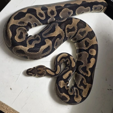 Leopard Ball Python - female for sale from SnakeBite Royals