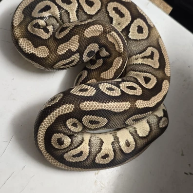 Mojave Ball Python - female for sale from SnakeBite Royals