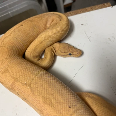 Coral Glow Enchi Pinstripe Het Pied Ball Python - female for sale from SnakeBite Royals