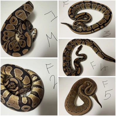 Group 1:4 Yellowbelly Complex Ball Python - unknown for sale from SnakeBite Royals