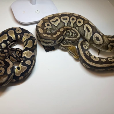 Male Pastel Phantom And Female Mojave