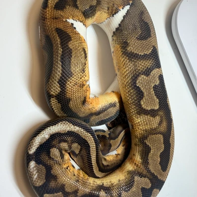 Pied Pos Yellowbelly