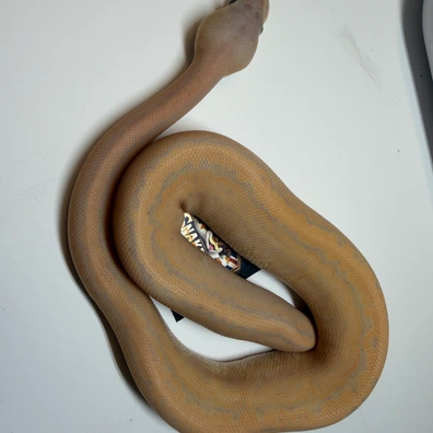 Banana Black Pastel Pinstripe