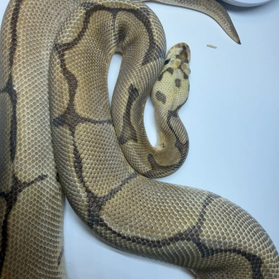 Lucifer Enchi Spider Blade Clown