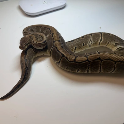 Pinstripe Het Clown