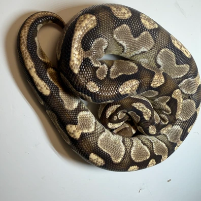 Lesser Het Clown