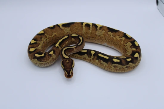 lesser poss yellow belly asphalt female ball python by... Asphalt Yellow Belly Ball Python by Sizl'an Serpents