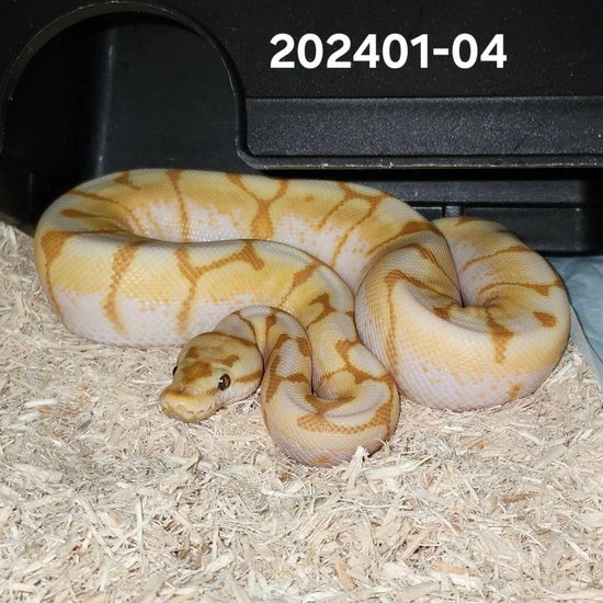 Lesser Spider Python Banana Lesser Spider Het Hypo Ball Python by South Jersey Ball Python Morph