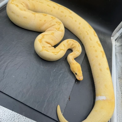 Pair Pastel Clown Pied Banana Pinstripe Clown Het Pied Ball Python - unknown for sale from SJH-Pythons