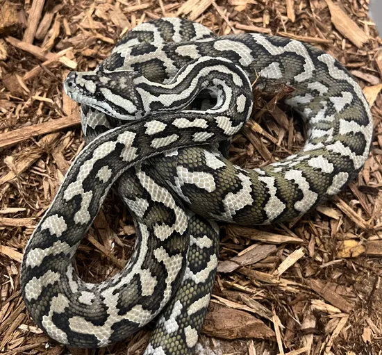 Julatten Jungle Jungle Carpet Python by SKB Exotics
