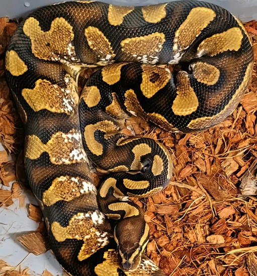 High Yellow Ball Python Sugar Yellow Belly Ball Python by SH Pythons