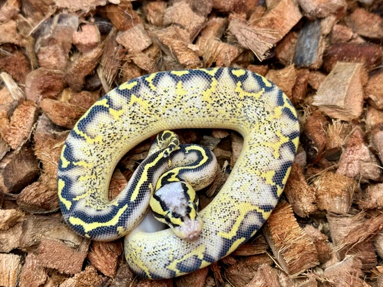 BOGO ! Pastel Freeway Het Clown Ball Python by The Royals Project