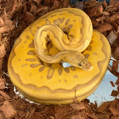 Ultramel Clown Leopard Pastel Ball Python - female for sale from Slash Reptyles