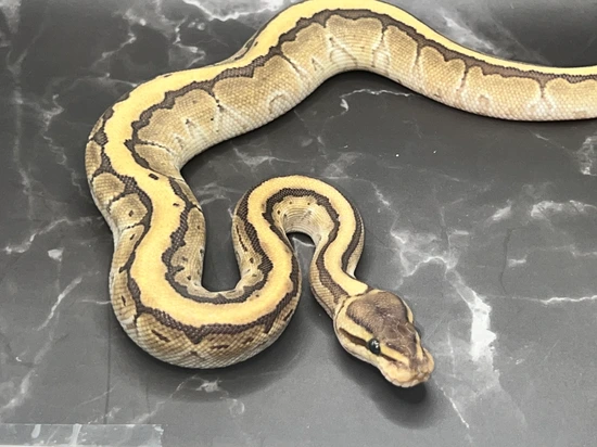 Kingpin Royal Python KingPin (Pinstripe Lesser) Ball Python by Sleepy Ball Pythons