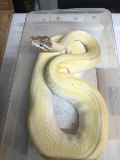 Super Mojave Ball Python by Shaw Reptiles