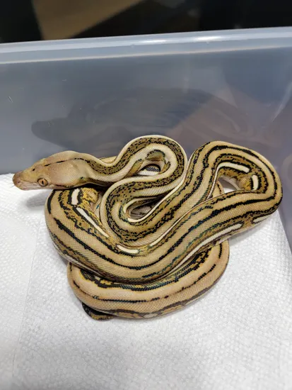 2022 Male Tiger 50% HOGS 50% Het Purple Reticulated Python by AM Retics