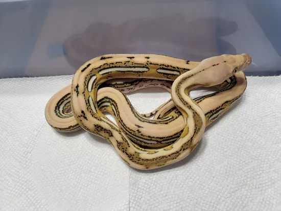 2022 Male Platinum Tiger 50%HOGS 50%Het Purple Reticulated Python by AM ...