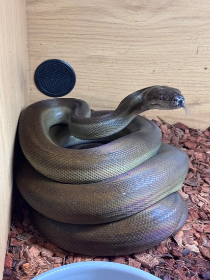 Papuan Olive Python by Slitherin Reptiles Ltd
