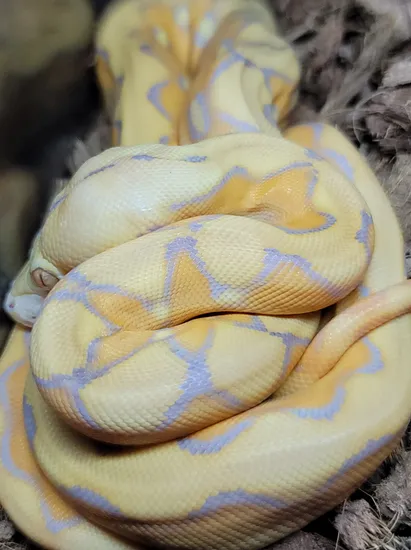 Purple Sunfire Reticulated Python by Slither Exotics