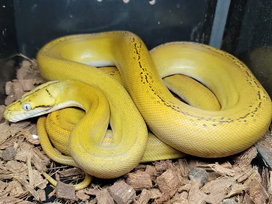 Mochamel 'Mocha Caramel' Goldenchild Reticulated Python by Slither Exotics