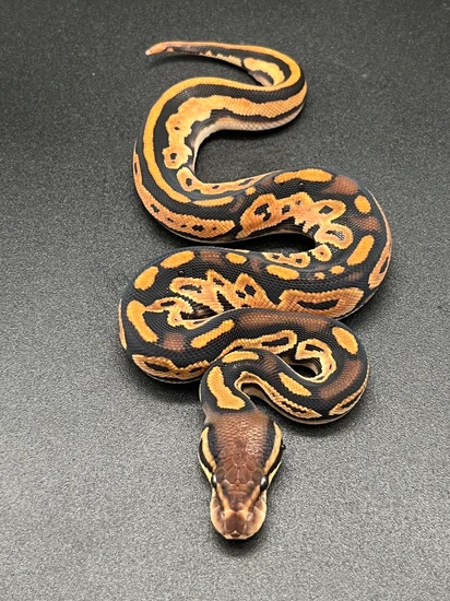 Super Orange Dream Barnhart Black Pastel Scrambler Ball Python by Mike ...