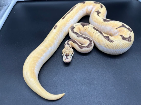 Super Orange Dream Yellow Belly Spider Ball Python by Mike Wells Reptiles
