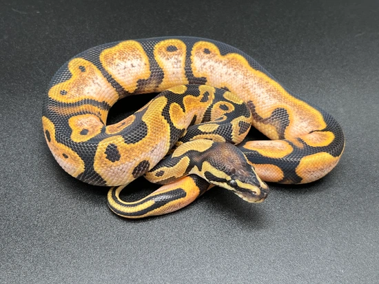 Orange Dream Sugar Possible Scrambler Ball Python by Mike Wells Reptiles