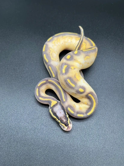 Pastel Highway Ball Python by Mike Wells Reptiles