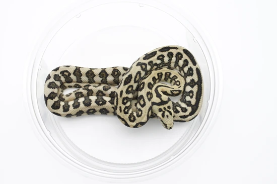 Ocelot Jungle Jag Jungle Carpet Python by Slotke's Select Serpents