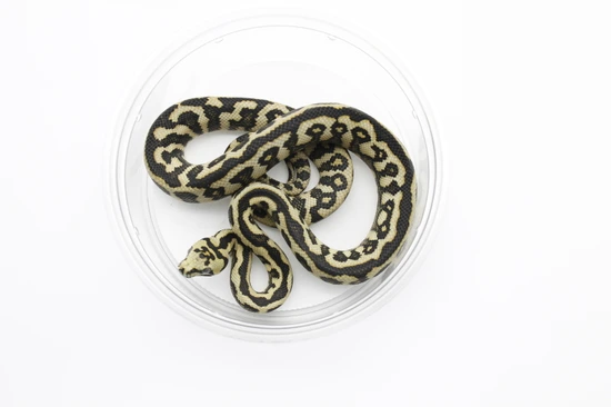 Oceleot Jungle Jag Jungle Carpet Python by Slotke's Select Serpents