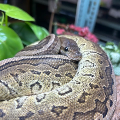 2024 CiniPin (Cinnamon Pinstripe) Royal / Ball Python Ball Python - unknown for sale from Small World Reptiles