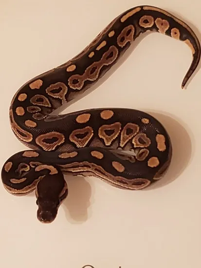 Cinnamon Ball Python by MC Squared Pythons