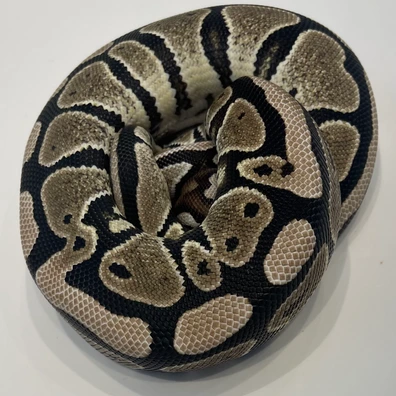 Axanthic TSK 50% Het Clown Lav Albino Ball Python - female for sale from SBExotics