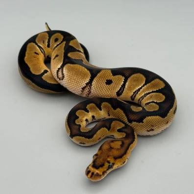 Genetic Stripe Clown Pair