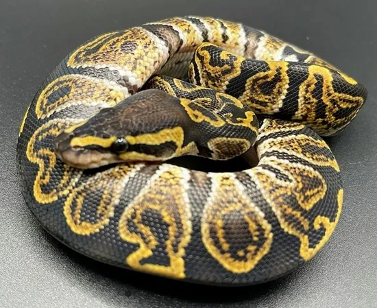 Huffen Ball Python 2021 Huffman GHI Ball Python by SMF Reptiles