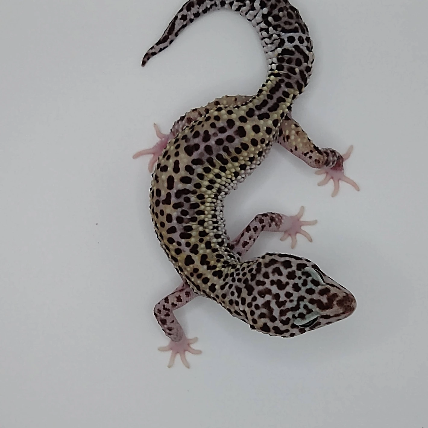 MAKKO Mack Super Snow leopard gecko for sale | mack super snow gecko